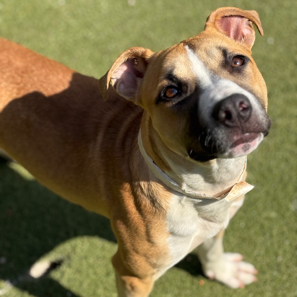 A dog at the Greater Birmingham Humane Society