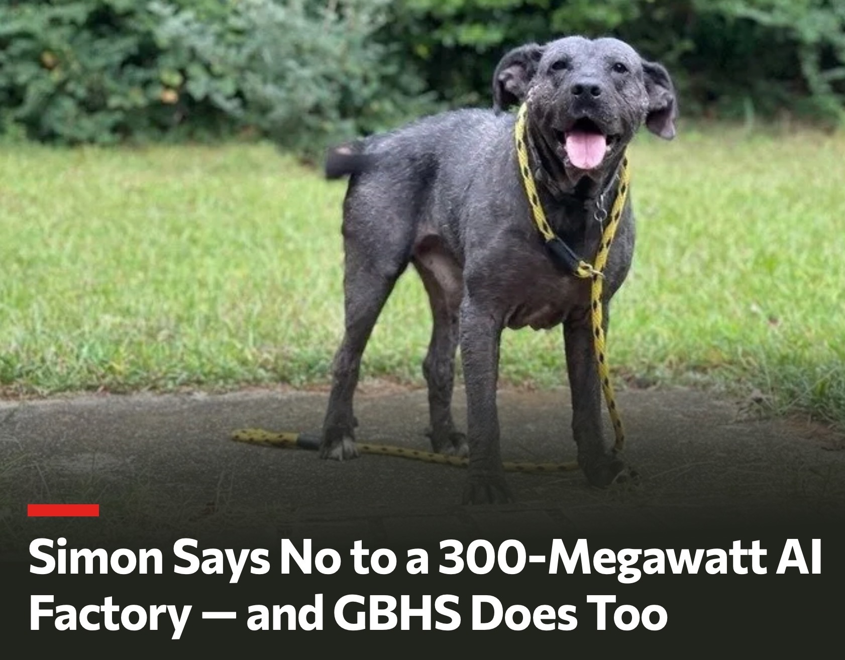 Simon, a gray, nearly hairless rescue dog on a yellow leash, standing on a grassy lawn with his mouth open in a happy smile; an overlaid headline reads 'Simon Says No to a 300-Megawatt AI Factory — and GBHS Does Too.'